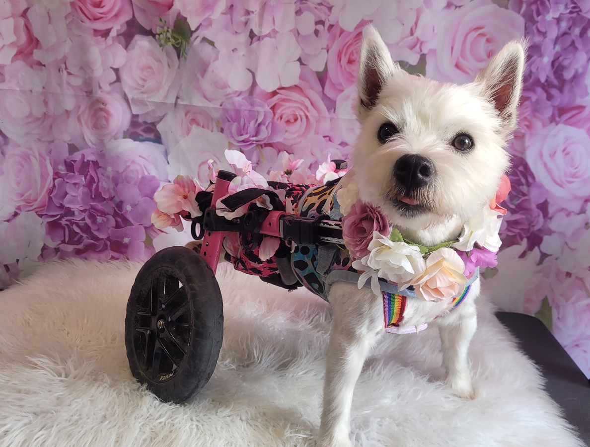 Pumpkin the Wheelie Dog istorija – Meilės, stiprybės ir vilties kelionė – Dogster